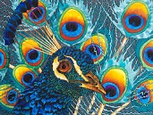 peacock